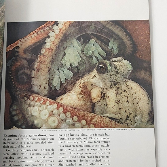 National Geographic Magazine December 1971 NO MAP Zulus Octopus Gems Tribe - Picture 9 of 9
